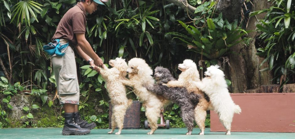 Animal Education Presentation - Royal Safari Garden